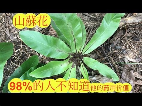 山蘇風水|如何按照風水來擺設山蘇花？（特徵、方位、共同擺設的植物）